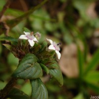Knoxia platycarpa var. hirsuta (Arn.) Thwaites